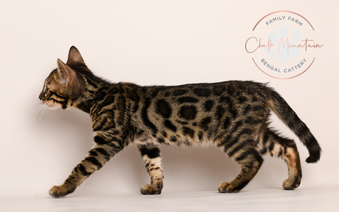 Bengal kitten for sale